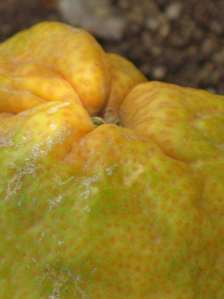            Fruit (Riverside, CA)   